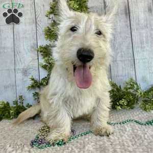 Casper, Scottish Terrier Puppy