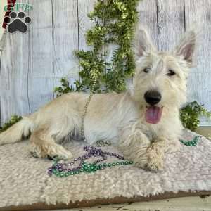 Casper, Scottish Terrier Puppy