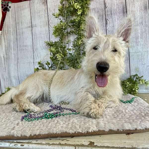 Casper, Scottish Terrier Puppy