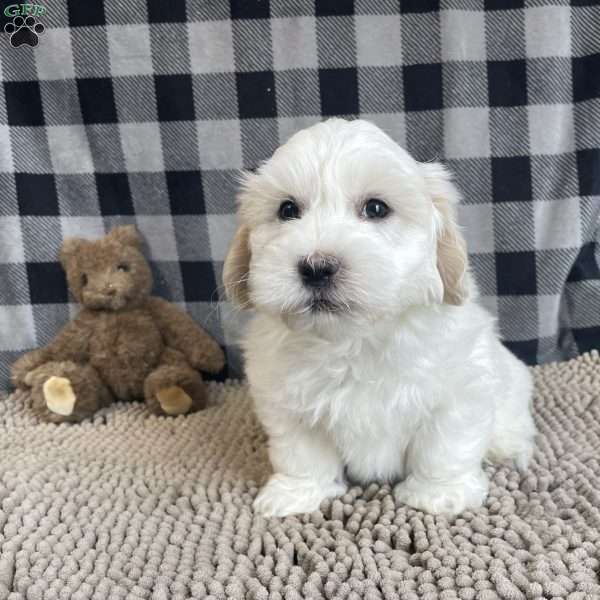 Seth, Coton de Tulear Puppy