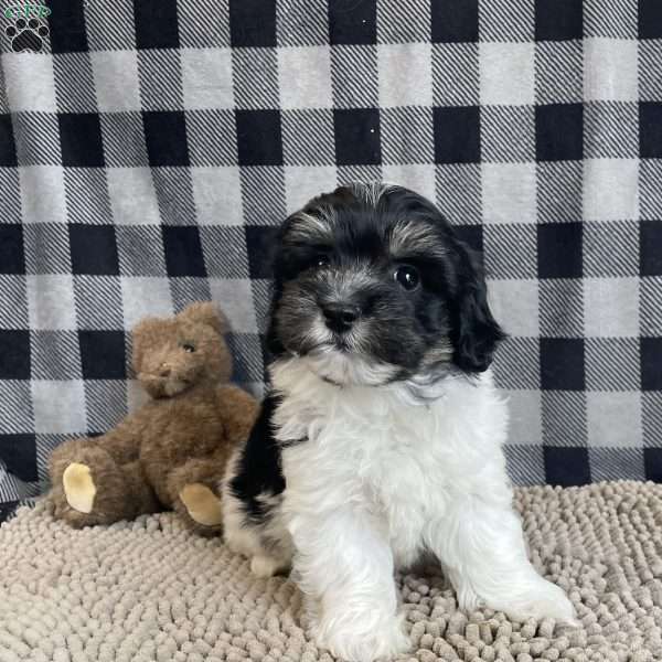 Steve, Coton de Tulear Puppy