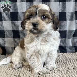 Sarah, Coton de Tulear Puppy