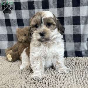 Sarah, Coton de Tulear Puppy