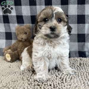 Sarah, Coton de Tulear Puppy