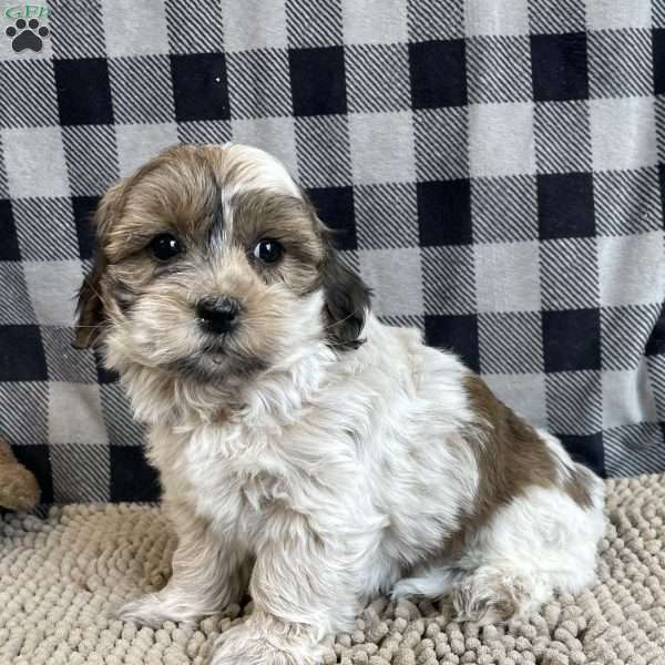 Sarah, Coton de Tulear Puppy