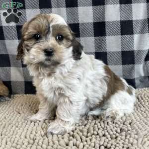 Sarah, Coton de Tulear Puppy