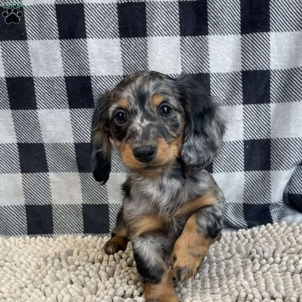 Todd, Dachshund Puppy