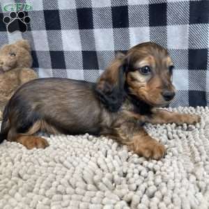Tom, Dachshund Puppy