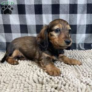 Tom, Dachshund Puppy