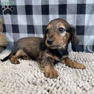 Tom, Dachshund Puppy