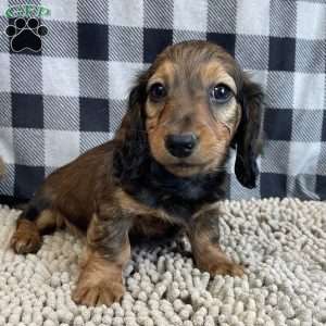 Tom, Dachshund Puppy