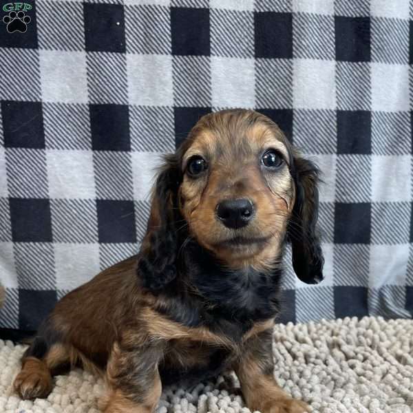 Tom, Dachshund Puppy