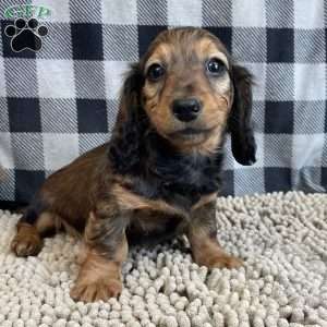 Tom, Dachshund Puppy