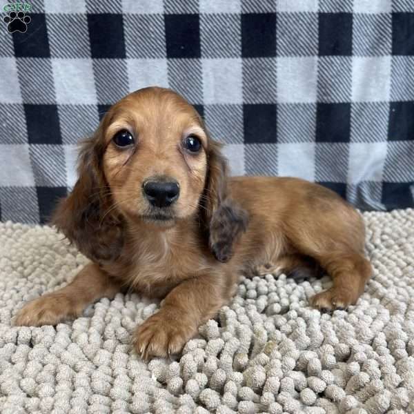 Tess, Dachshund Puppy