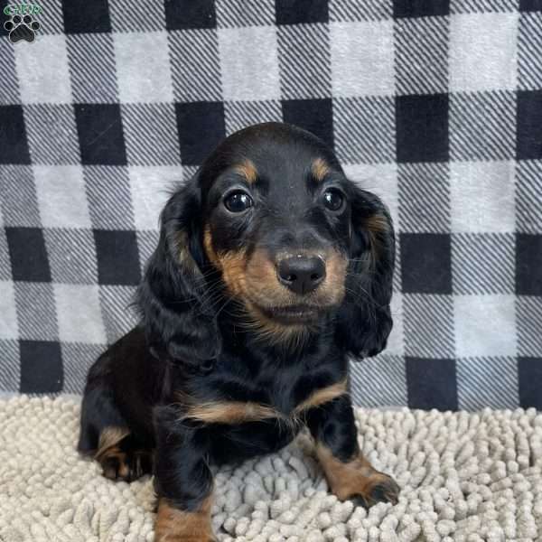 Tina, Dachshund Puppy