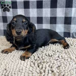 Tina, Dachshund Puppy