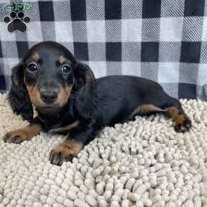 Tina, Dachshund Puppy