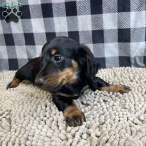 Tina, Dachshund Puppy