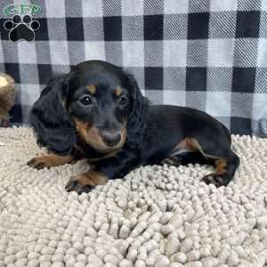Tina, Dachshund Puppy