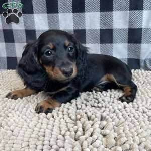 Tina, Dachshund Puppy