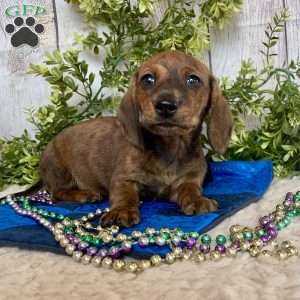 Flint, Dachshund Puppy