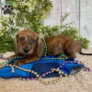 Flint, Dachshund Puppy