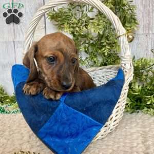 Flint, Dachshund Puppy