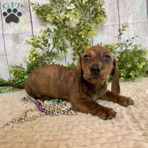 Flint, Dachshund Puppy