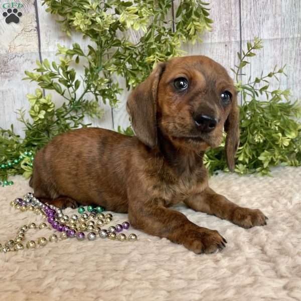 Flint, Dachshund Puppy