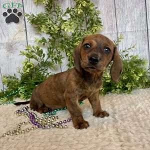 Flint, Dachshund Puppy