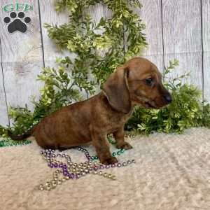 Flint, Dachshund Puppy