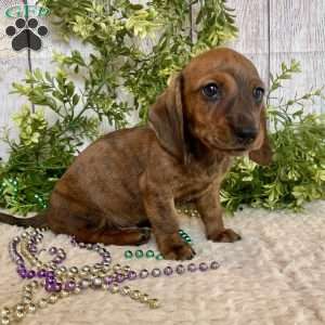 Flint, Dachshund Puppy
