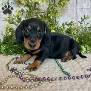 Fritz, Dachshund Puppy