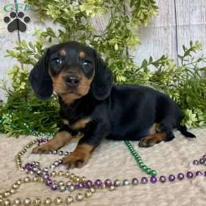 Fritz, Dachshund Puppy