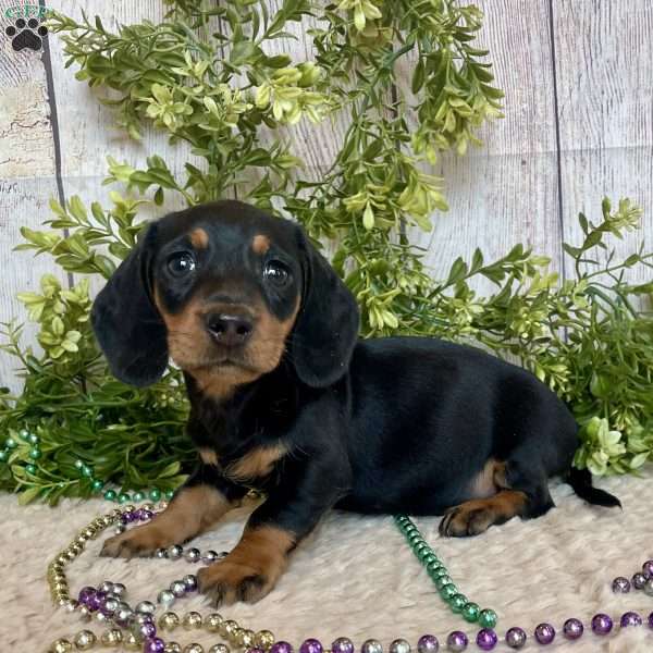 Fritz, Dachshund Puppy