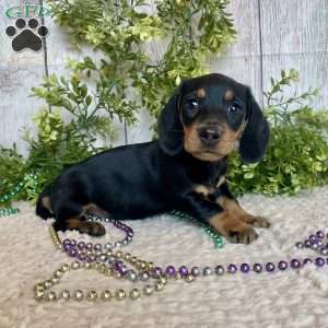 Fritz, Dachshund Puppy