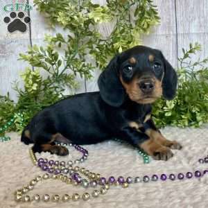 Fritz, Dachshund Puppy