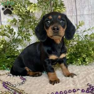 Fritz, Dachshund Puppy