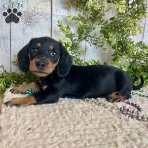 Fritz, Dachshund Puppy