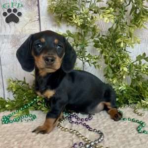 Fritz, Dachshund Puppy