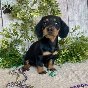 Fritz, Dachshund Puppy