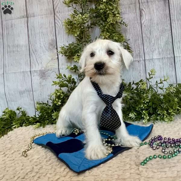 Thomas, Miniature Schnauzer Puppy