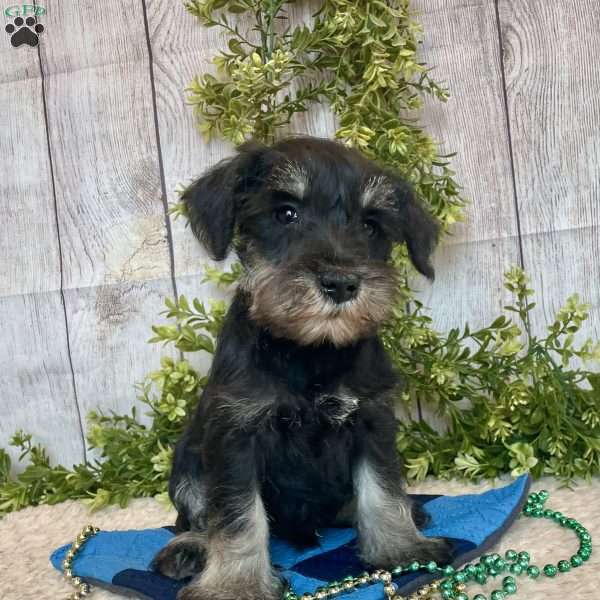 Tucker, Miniature Schnauzer Puppy