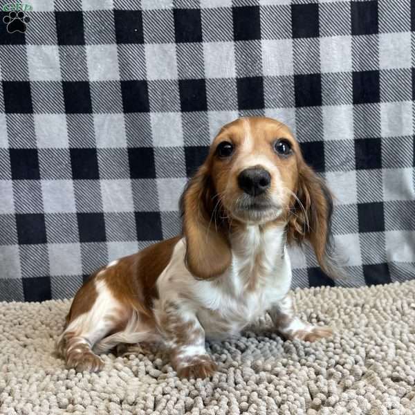 Kurt, Dachshund Puppy