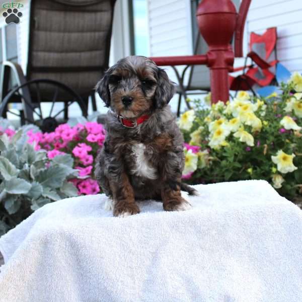 Frieda, Miniature Poodle Puppy