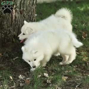 Bear, Samoyed Puppy