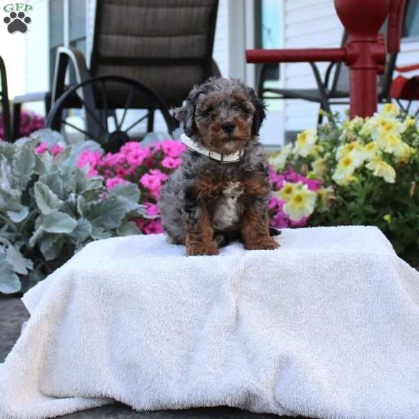 Frank, Miniature Poodle Puppy
