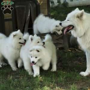 Bear, Samoyed Puppy