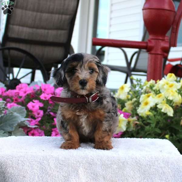 Felix, Miniature Poodle Puppy