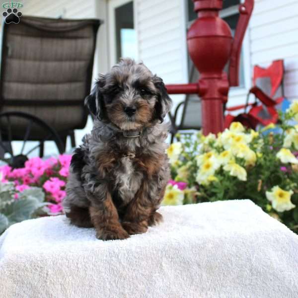 Furman, Miniature Poodle Puppy